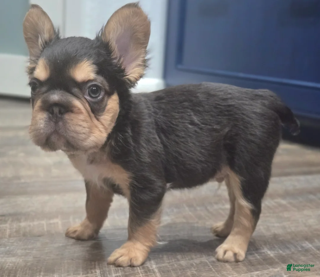 French Bulldog dogs for sale: ✨️🍫Kadafi🍫✨️ - Ad 2
