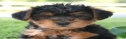 Yorkiepoo dogs for sale: Teddy Freddy - Ad 3