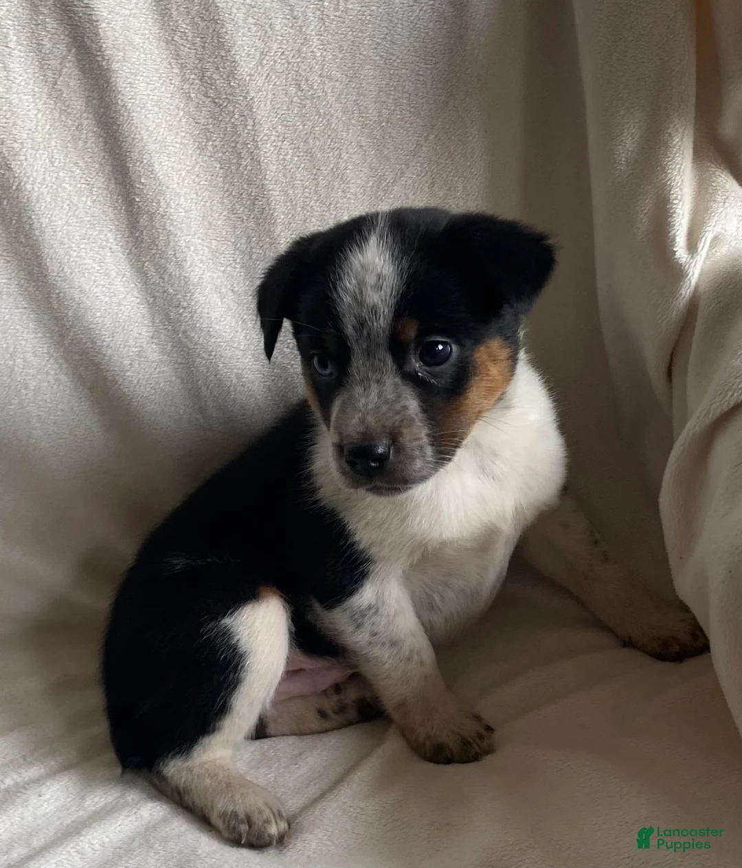 Mixed Breed dogs for sale: Maxie - Ad 2