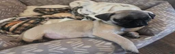 Pug dogs for sale: Pipsqueak - Ad 3