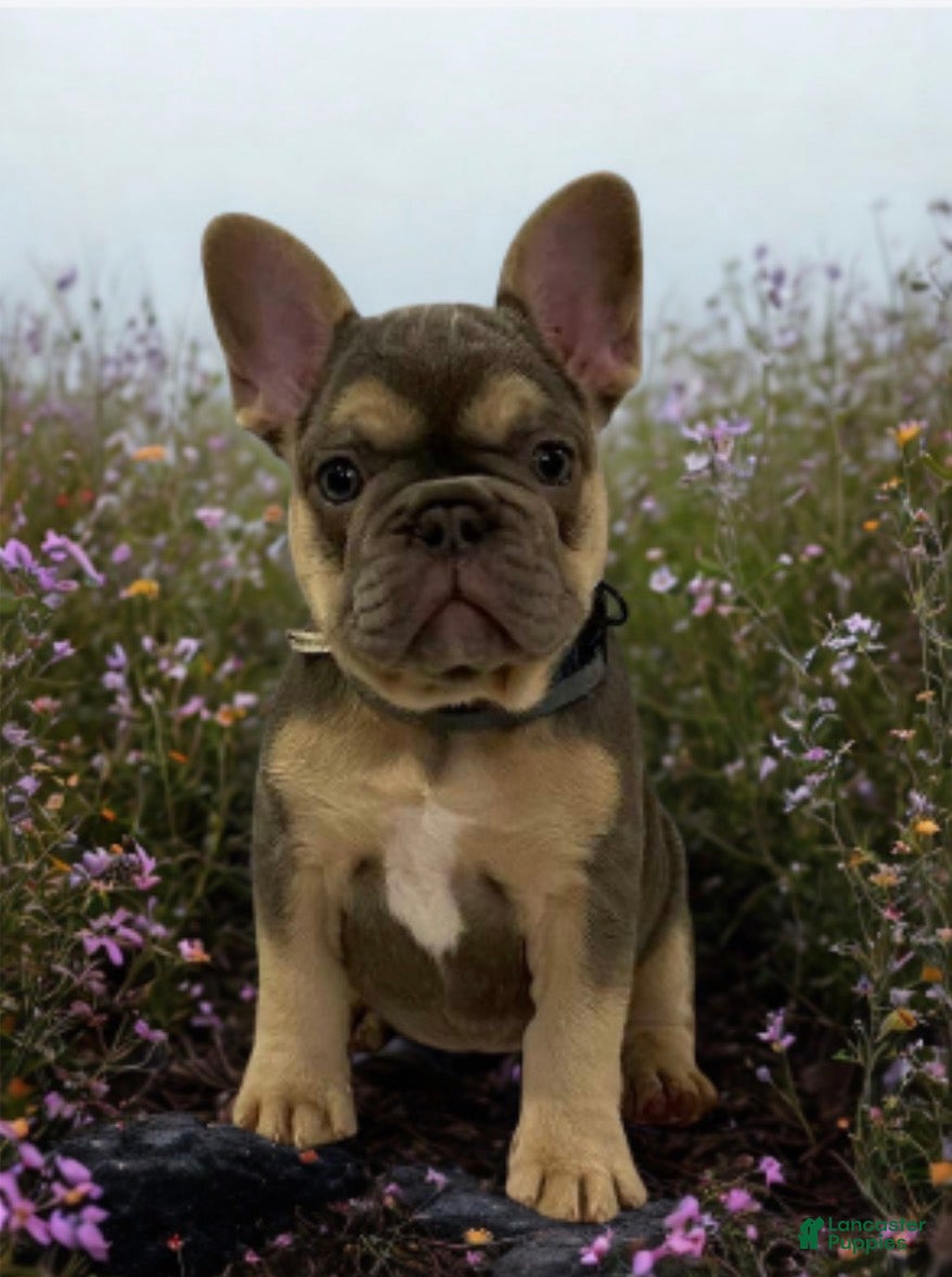 French Bulldog dogs *Dior* FLUFFY CARRIER - Ad 2