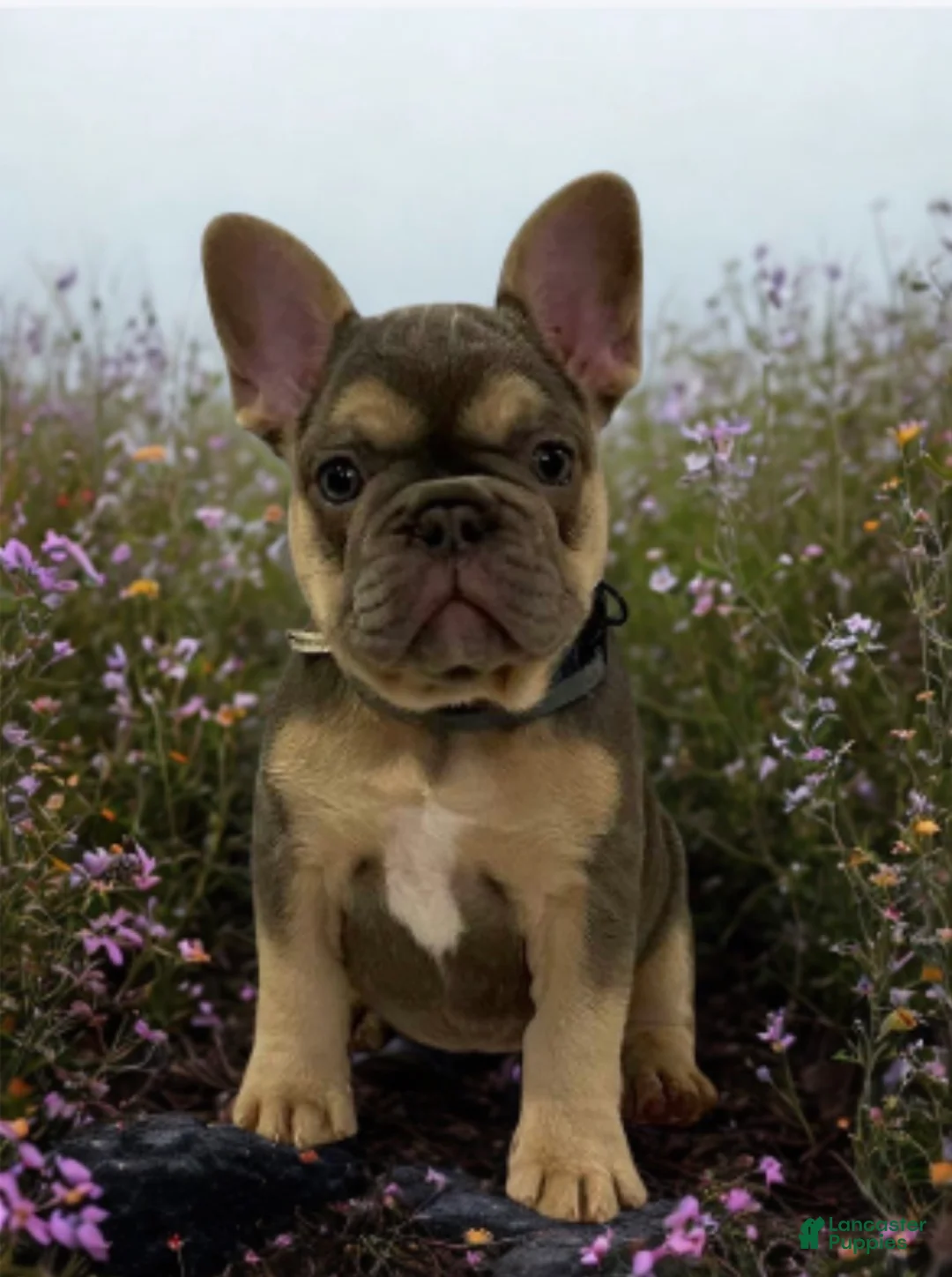 French Bulldog dogs for sale: *Dior* FLUFFY CARRIER - Ad 2