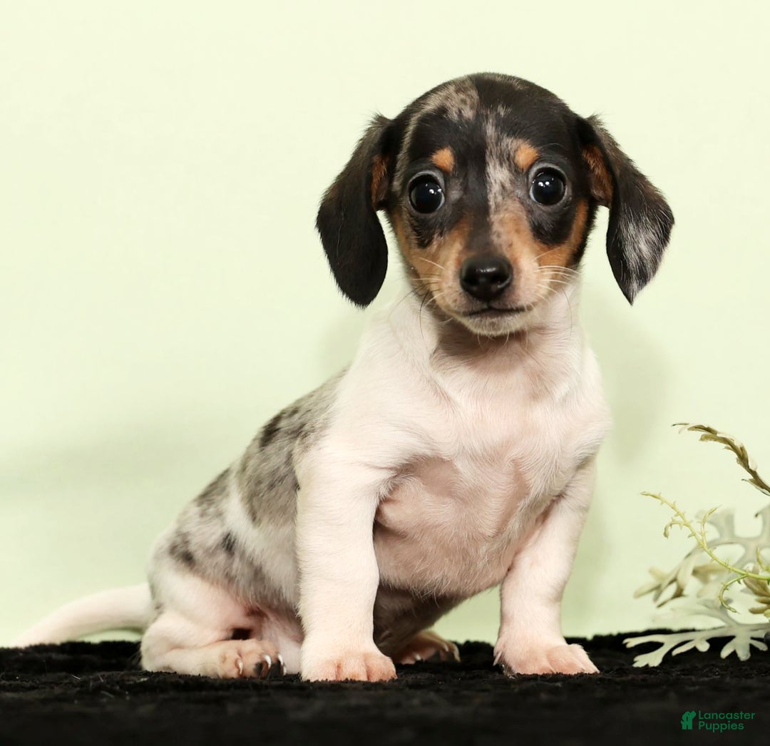 Miniature Dachshund dogs for sale: Isaac - Ad 4