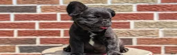 French Bulldog dogs for sale: Emmy - Ad 10