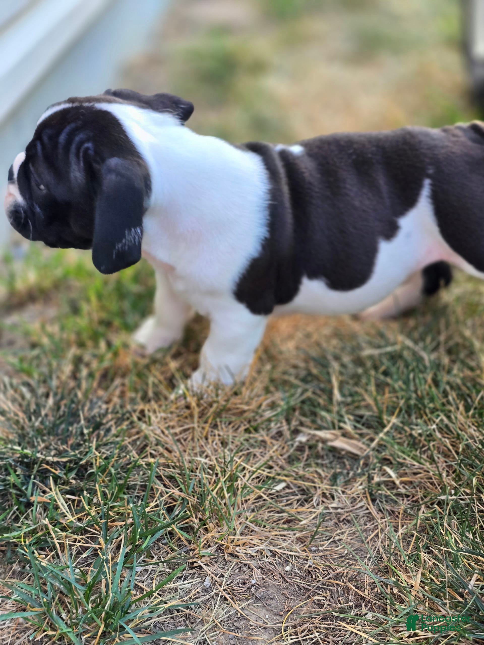 Basset Hound Bulldog Mix Puppies For Sale American Bulldog Basset