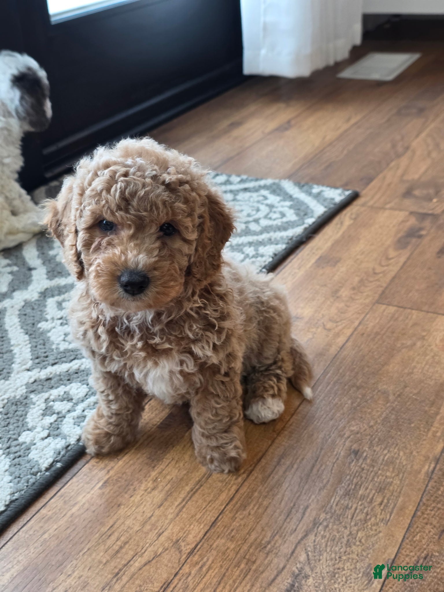Mini Goldendoodle dogs Sky - Ad 34