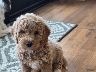 Mini Goldendoodle dogs Sky - Ad 34