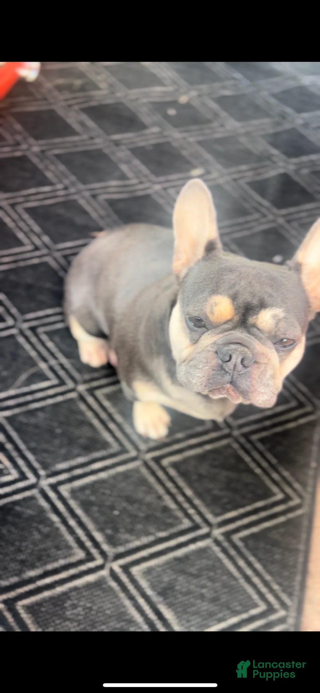 French Bulldog dogs for sale: French Bulldog Puppy 8 - Ad 2