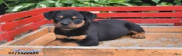 Rottweiler dogs for sale: Missy - Ad 2
