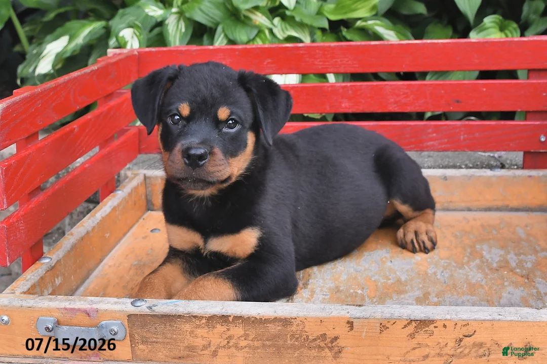 Rottweiler dogs for sale: Missy - Ad 2