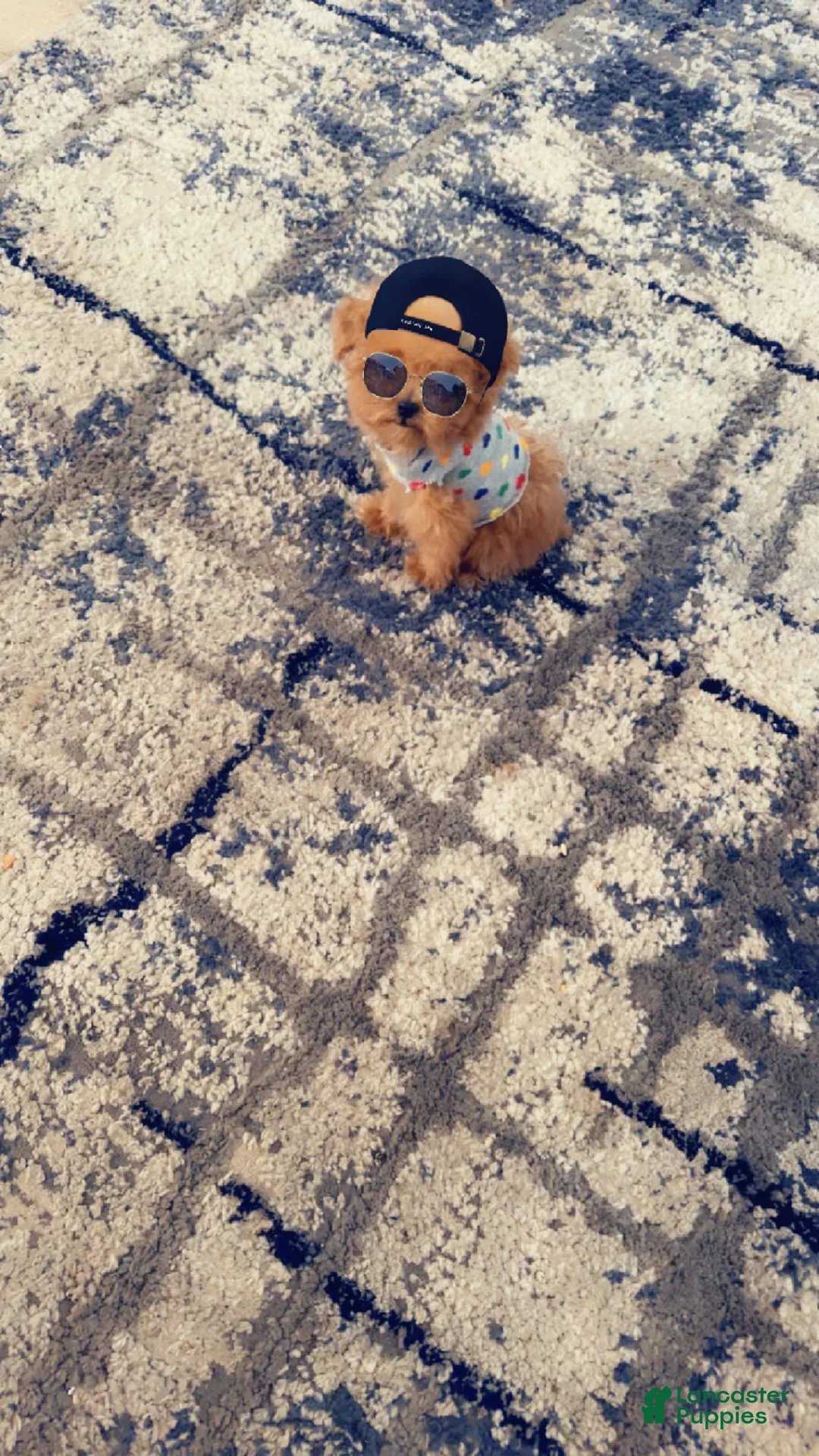 Gallery Image {{count}}