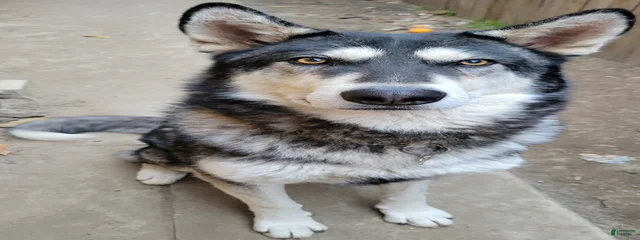 Wa'ya 