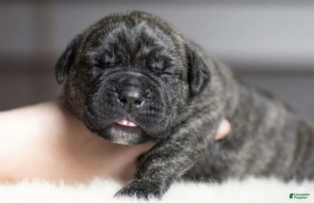 Cane Corso dogs for sale: Black Velvet Abyss Smokey Phantom - Ad 2