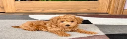 Maltipoo dogs for sale: Kyle - Ad 8