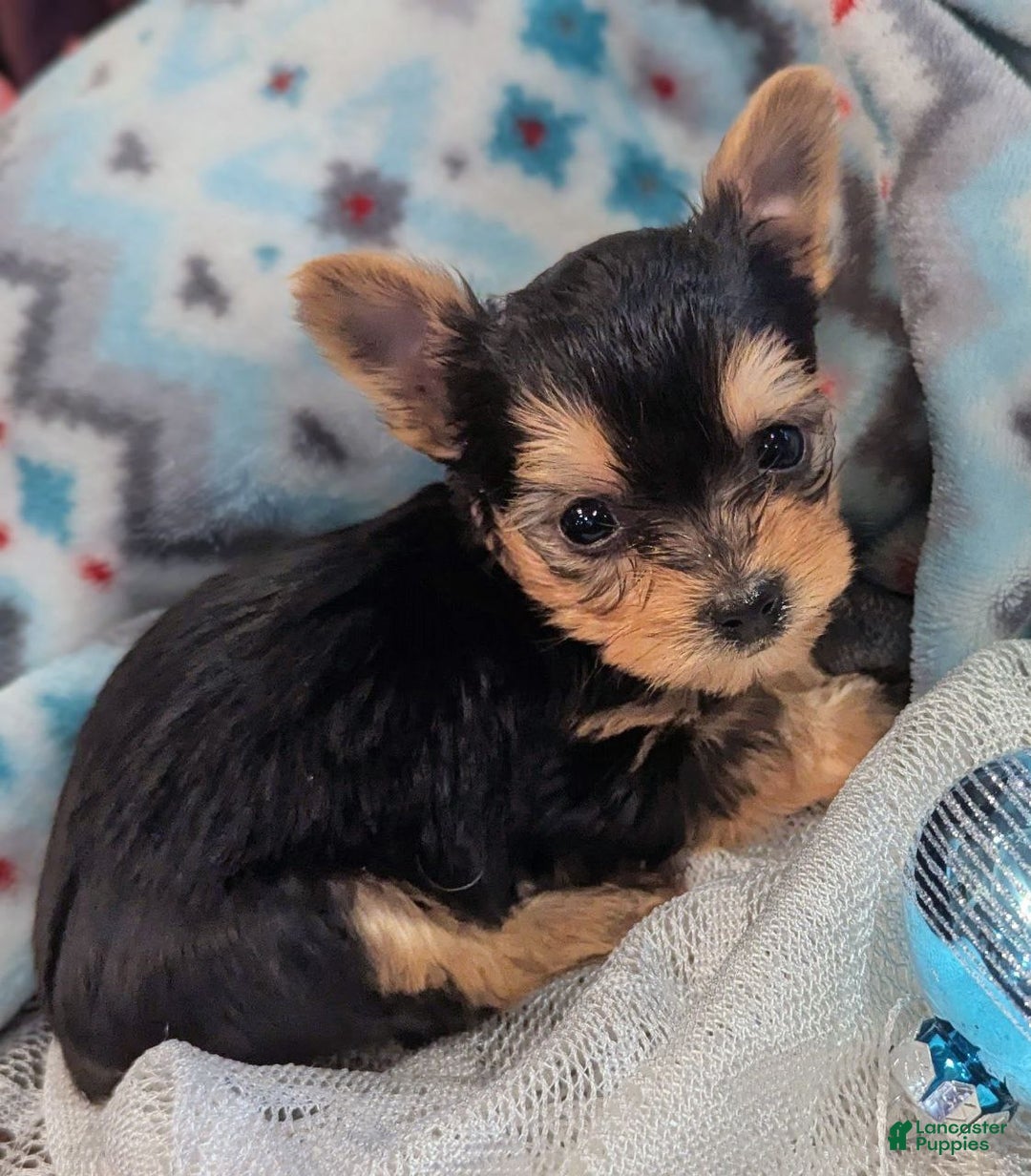 Yorkshire Terrier dogs for sale: Frosty - Ad 3