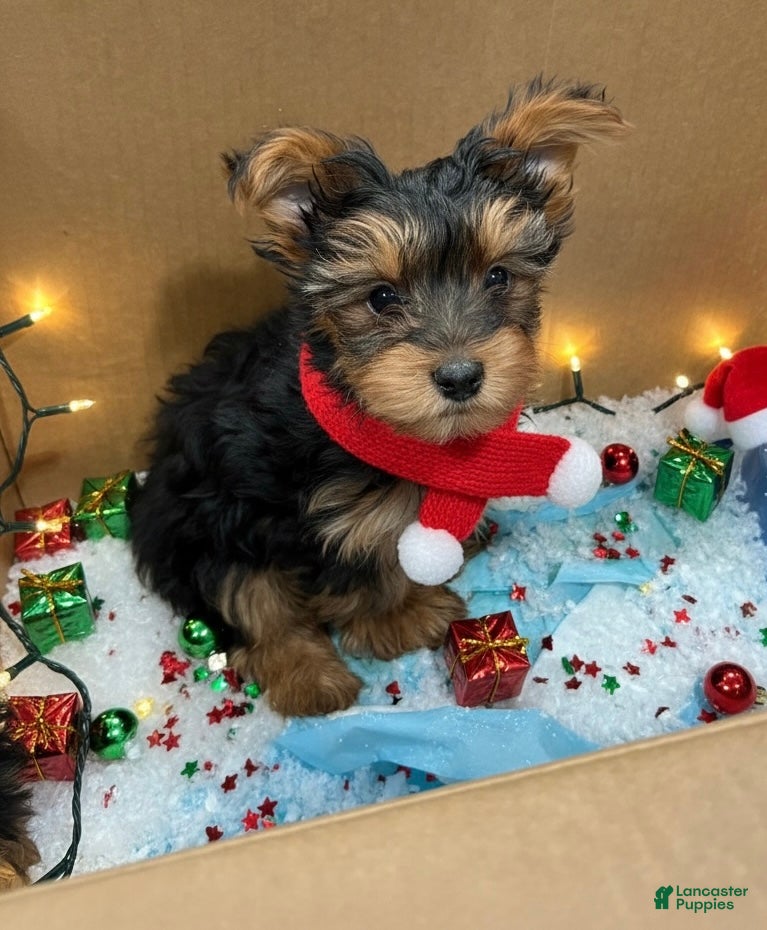 Yorkshire Terrier dogs Timmy - Ad 10