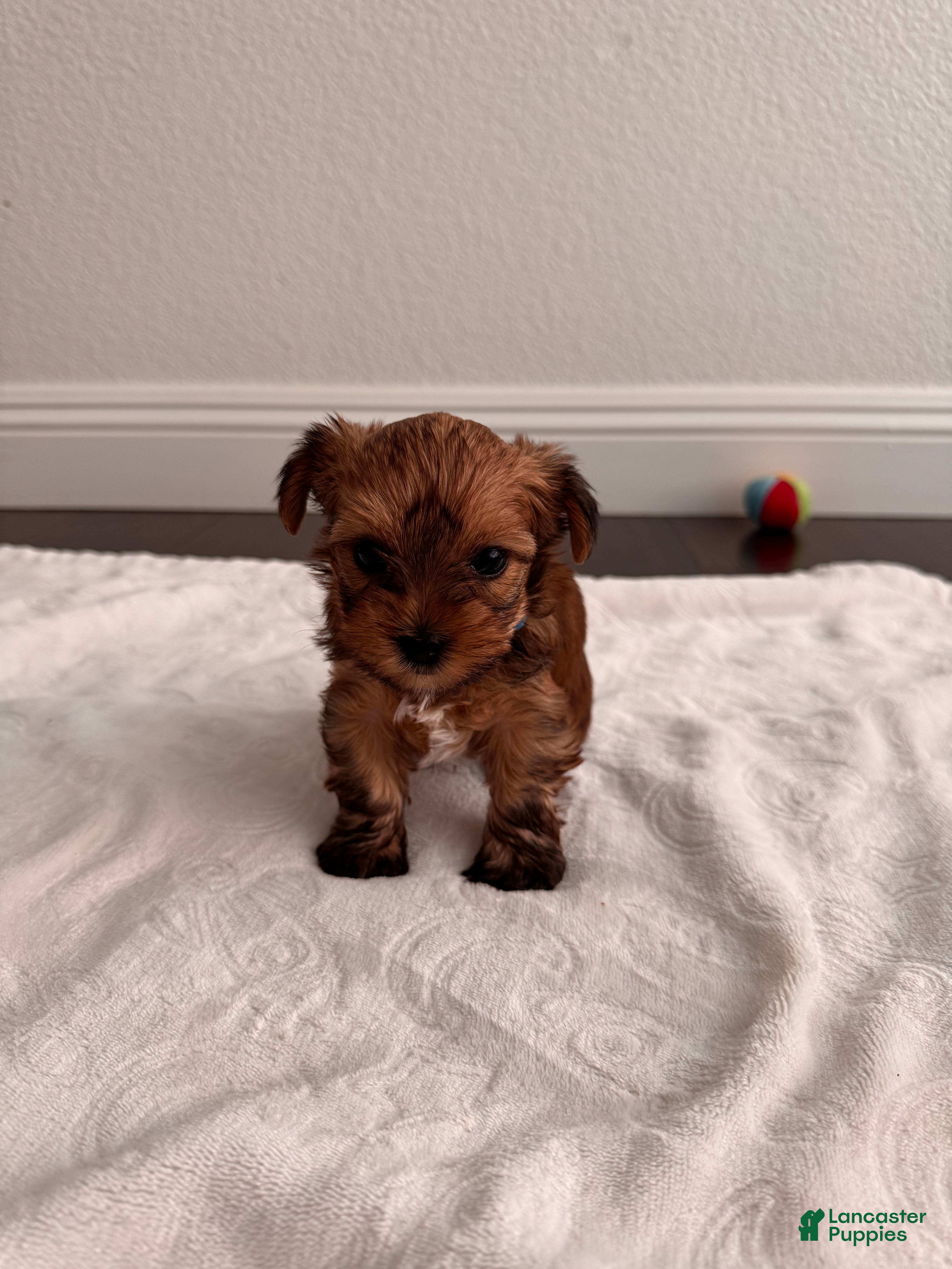 Yorkshire Terrier dogs male Yorkshire Terrier 1 - Ad 2