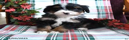 Bernedoodle dogs for sale: Cruiser - Ad 3