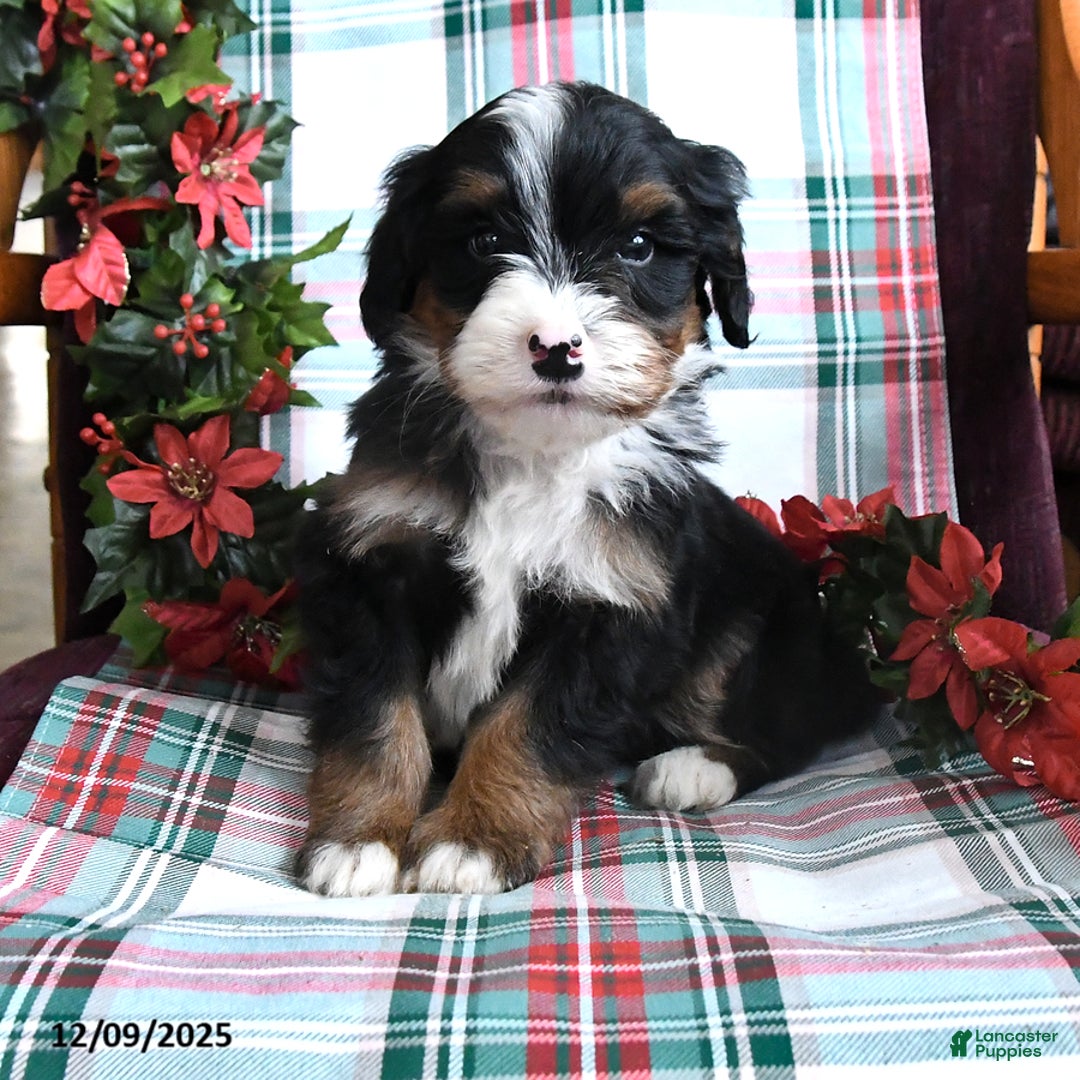 Bernedoodle dogs for sale: Cruiser - Ad 3