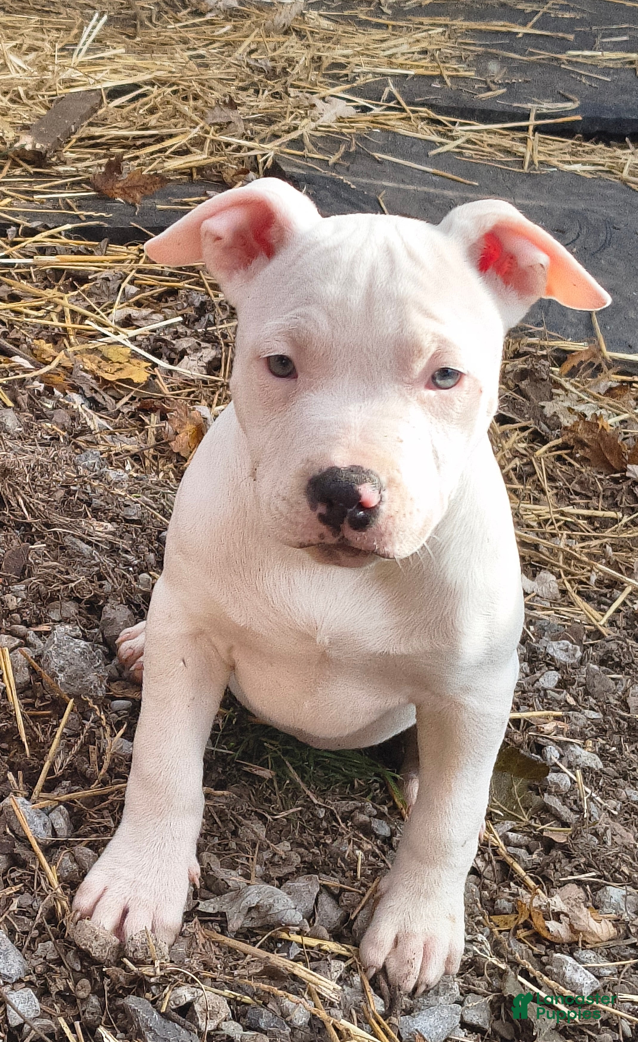 American Bully dogs Lucy - Ad 16