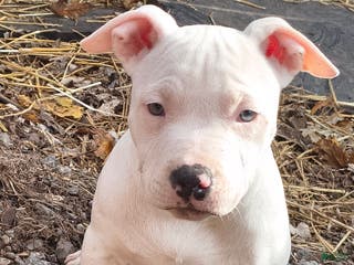 American Bully dogs Lucy - Ad 40