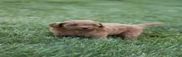 Mini Goldendoodle dogs for sale: Pixie - Ad 6