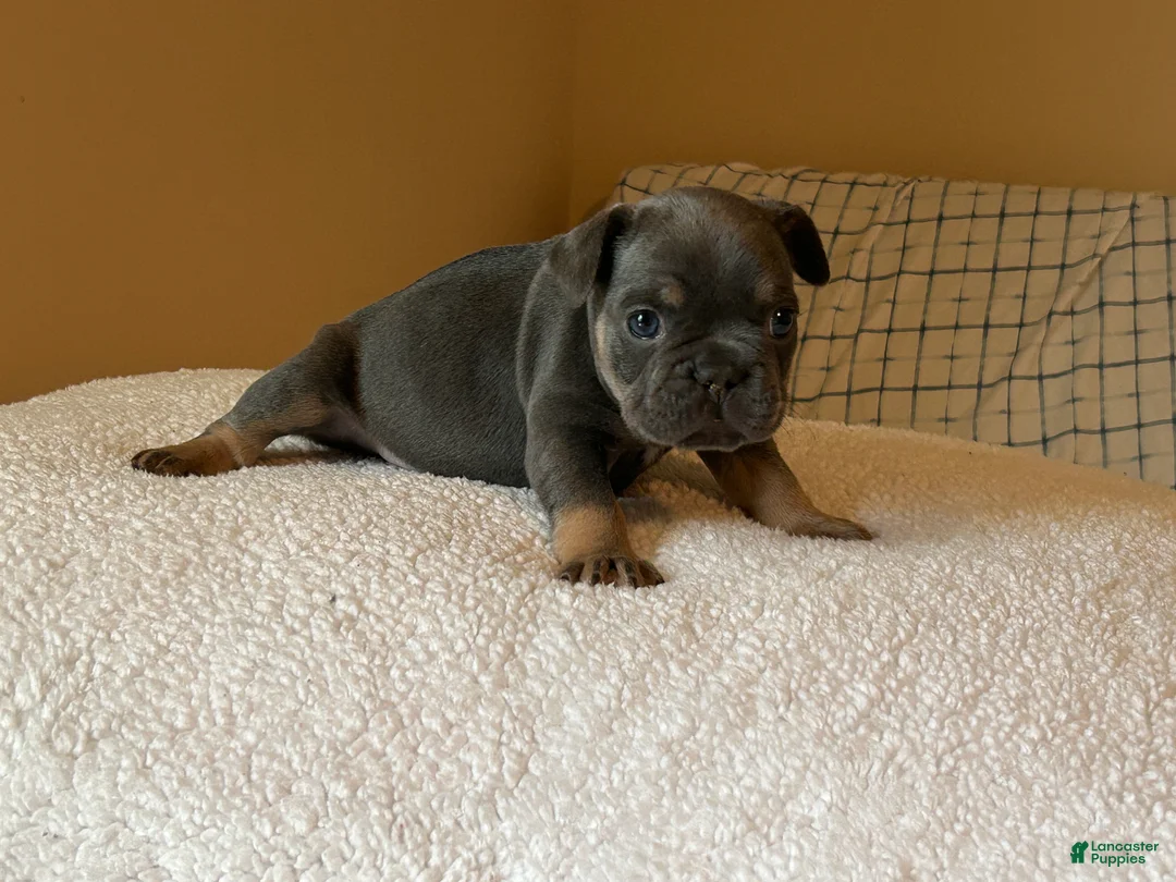 French Bulldog dogs for sale: French Bulldog Puppy 1 - Ad 2