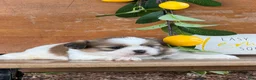 Shih Tzu dogs for sale: Quigley Shih Tzu  - Ad 16