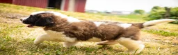 Saint Bernard dogs for sale: Willow - Ad 6