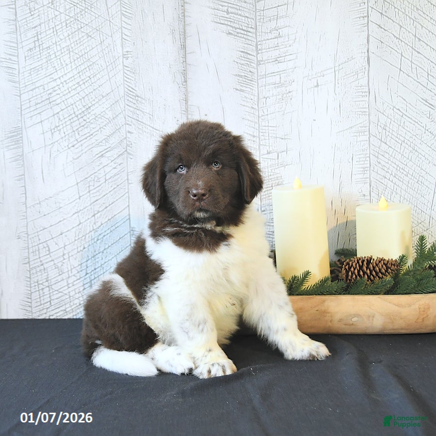 Newfoundland dogs Boomer - Ad 30