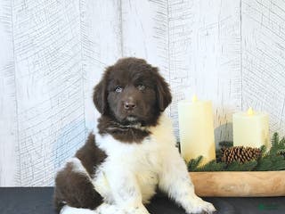 Newfoundland dogs Boomer - Ad 19