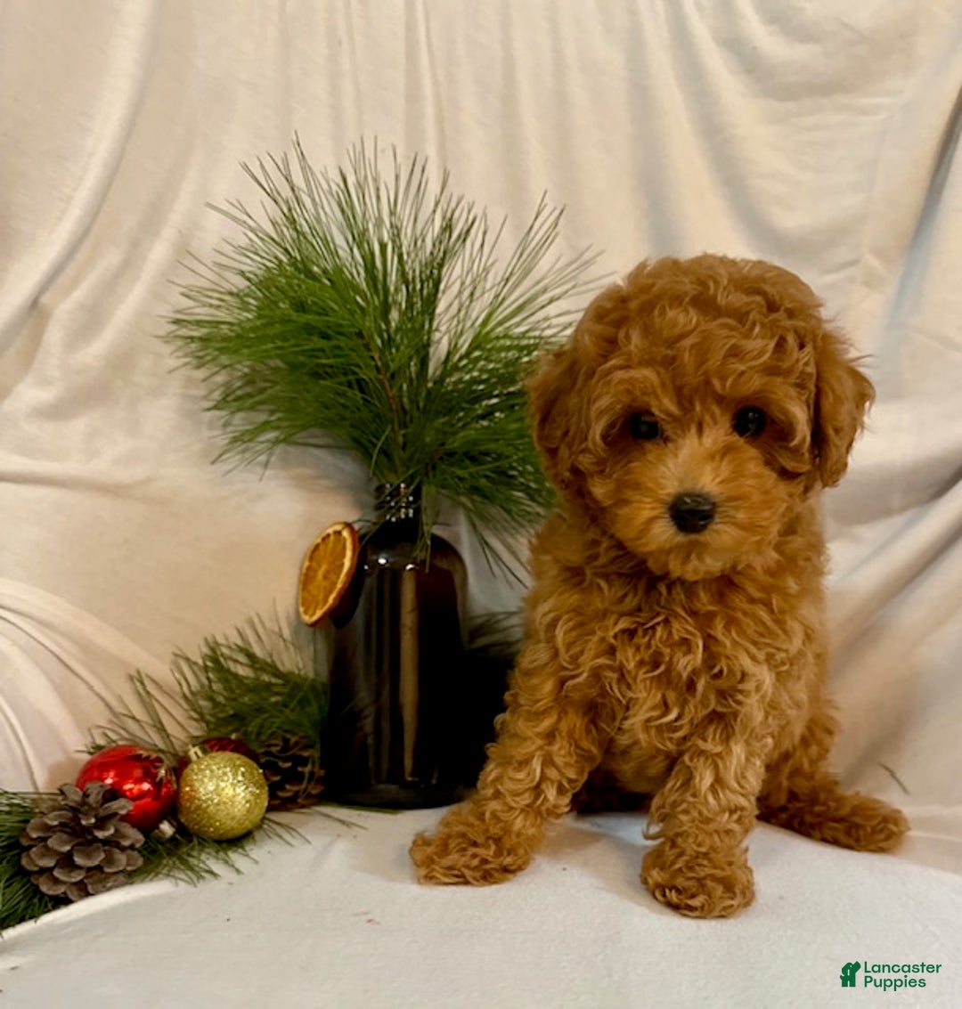 Toy Poodle dogs for sale: Grant - Ad 6
