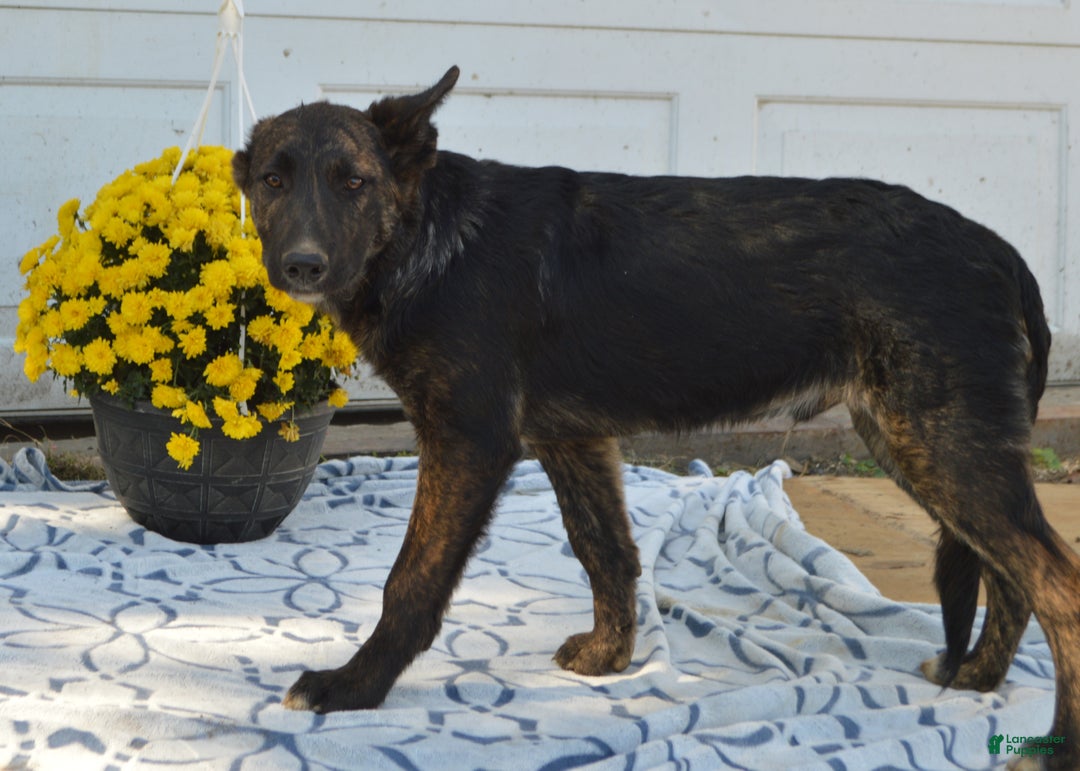 Mixed Breed dogs for sale: Allie - Ad 9