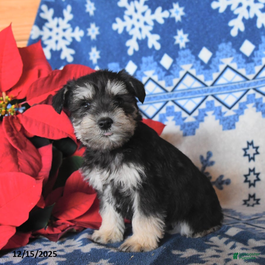 Miniature Schnauzer dogs Olivia - Ad 29