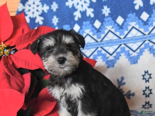 Miniature Schnauzer dogs Olivia - Ad 27