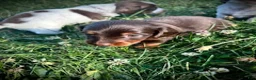Miniature Dachshund dogs for sale: Twix - Ad 4