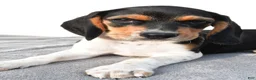 Beagle dogs for sale: Adam - Ad 10
