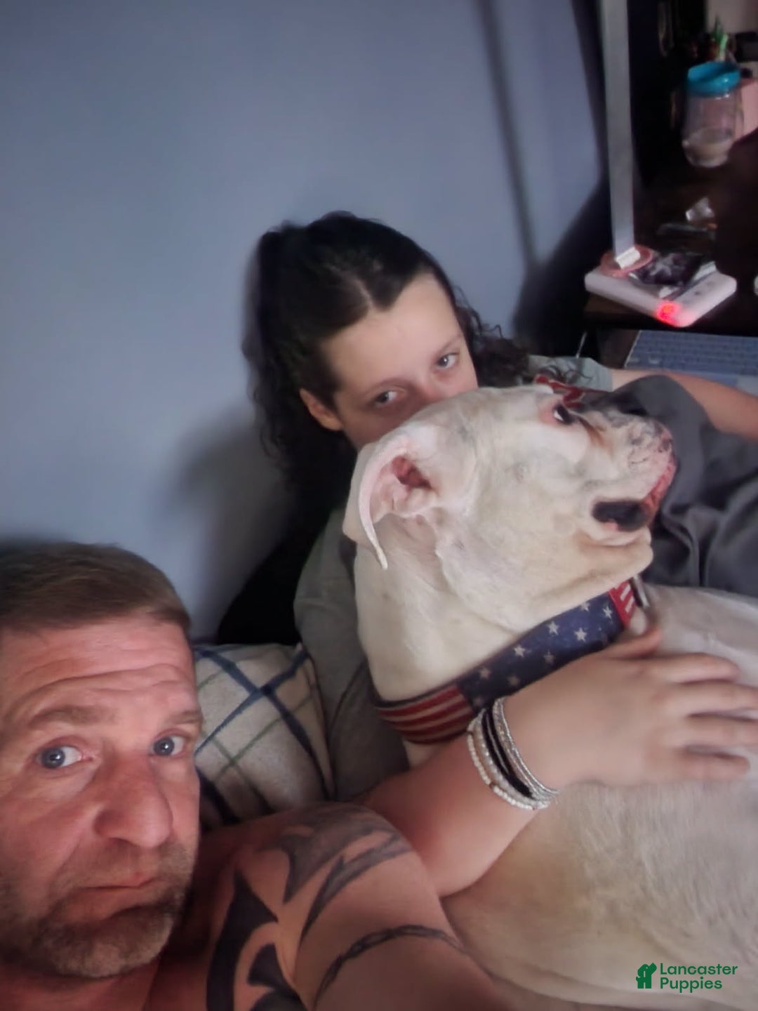 Boxer dogs for stud: Rocky - Ad 5