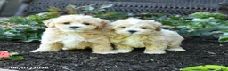 Maltipoo dogs for sale: Buttercup - Ad 5