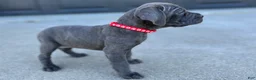 Cane Corso dogs for sale: Lilly - Ad 1
