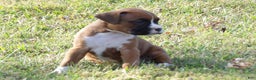 Boxer dogs for sale: Lolly - Ad 4