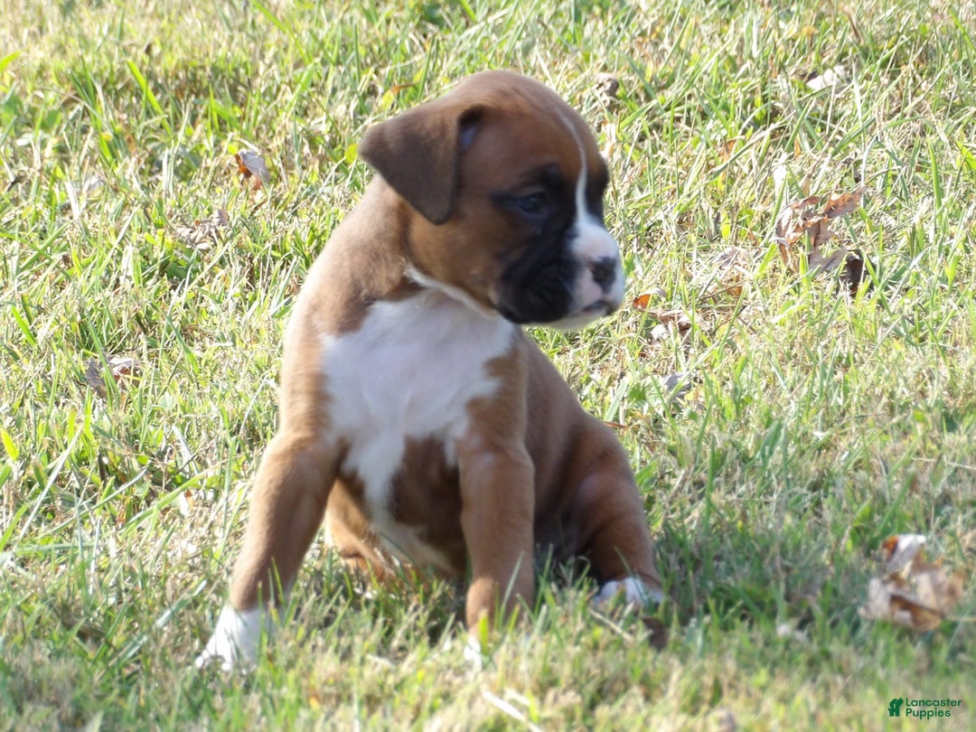 Boxer dogs for sale: Lolly - Ad 4