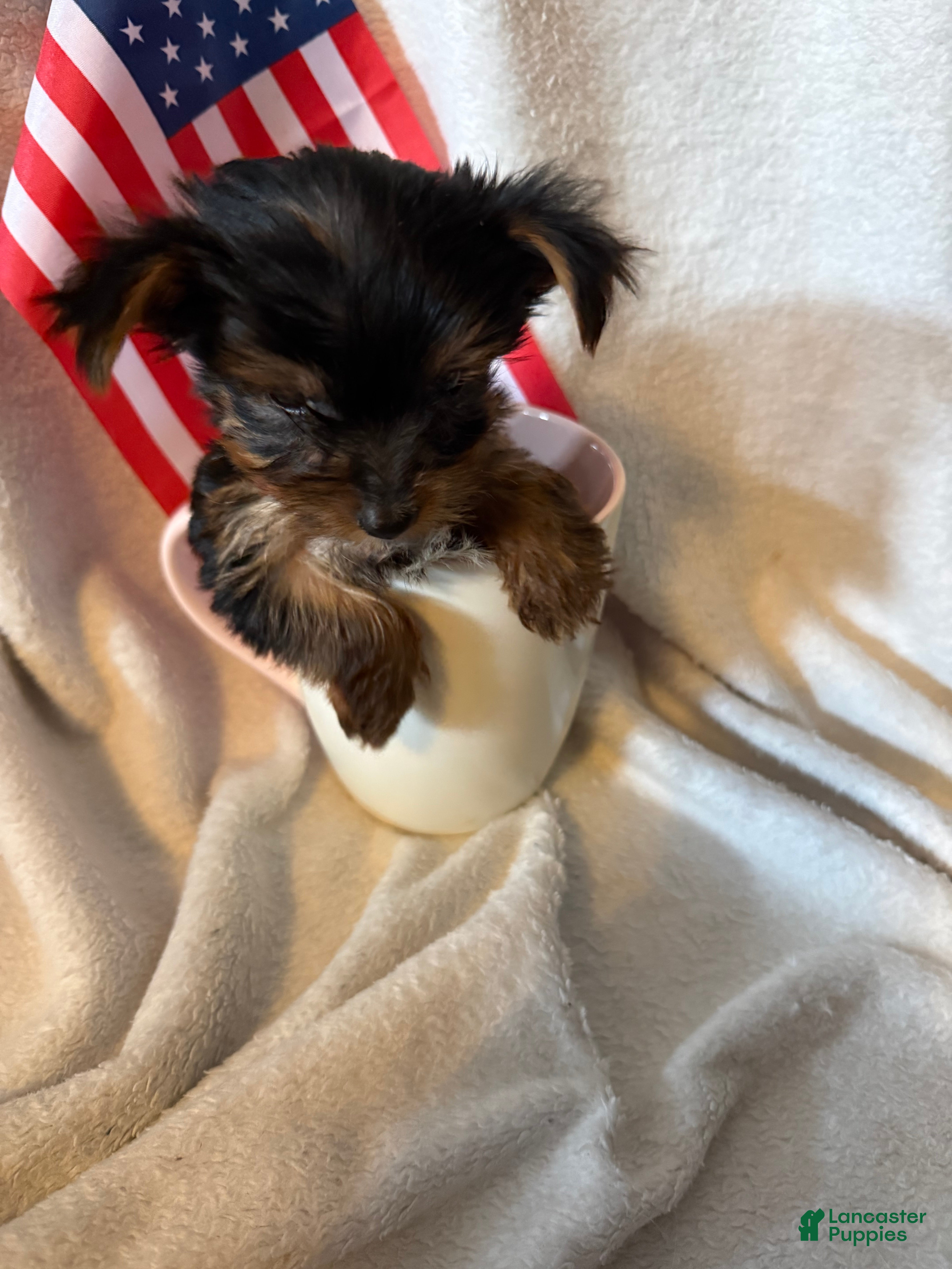 Yorkshire Terrier dogs Mini Tyson - Ad 1