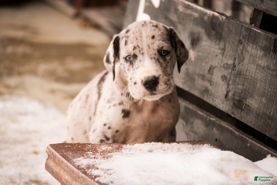 Great Dane dogs for sale: Thomas - Ad 7