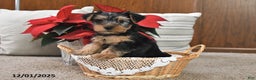 Yorkshire Terrier dogs for sale: Asher - Ad 4