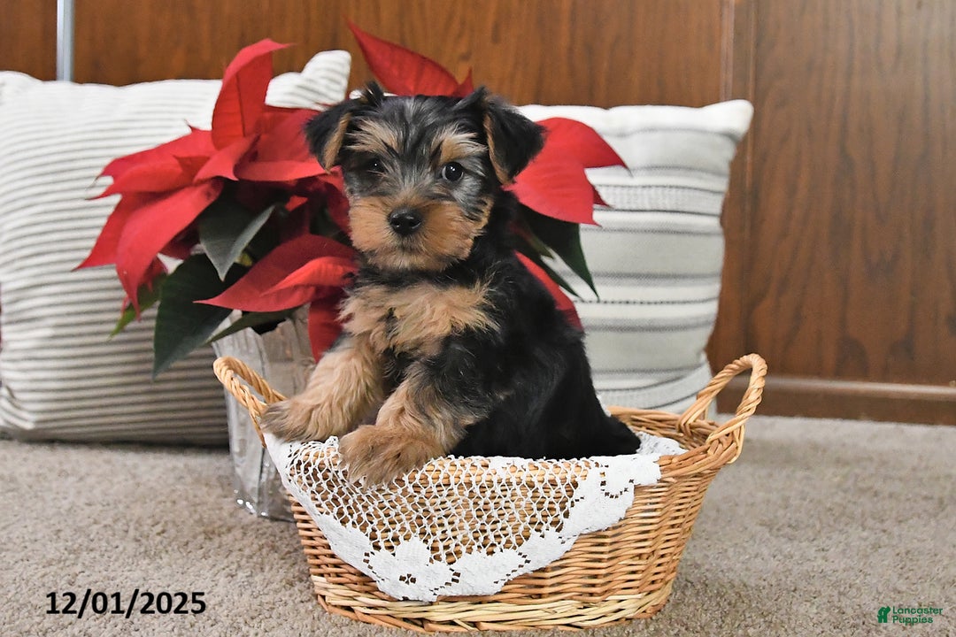 Yorkshire Terrier dogs for sale: Asher - Ad 4