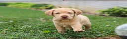 Labrador Retriever dogs for sale: Flora - Ad 5