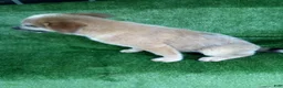 Australian Cattle Dog dogs for sale: Randy - Ad 2