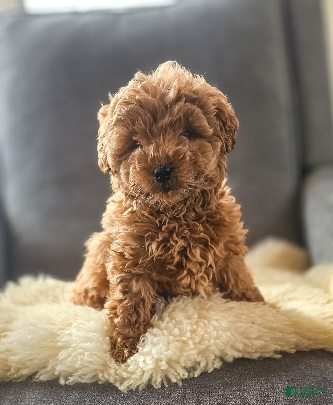Mini Goldendoodle dogs for sale: Toby - Ad 5
