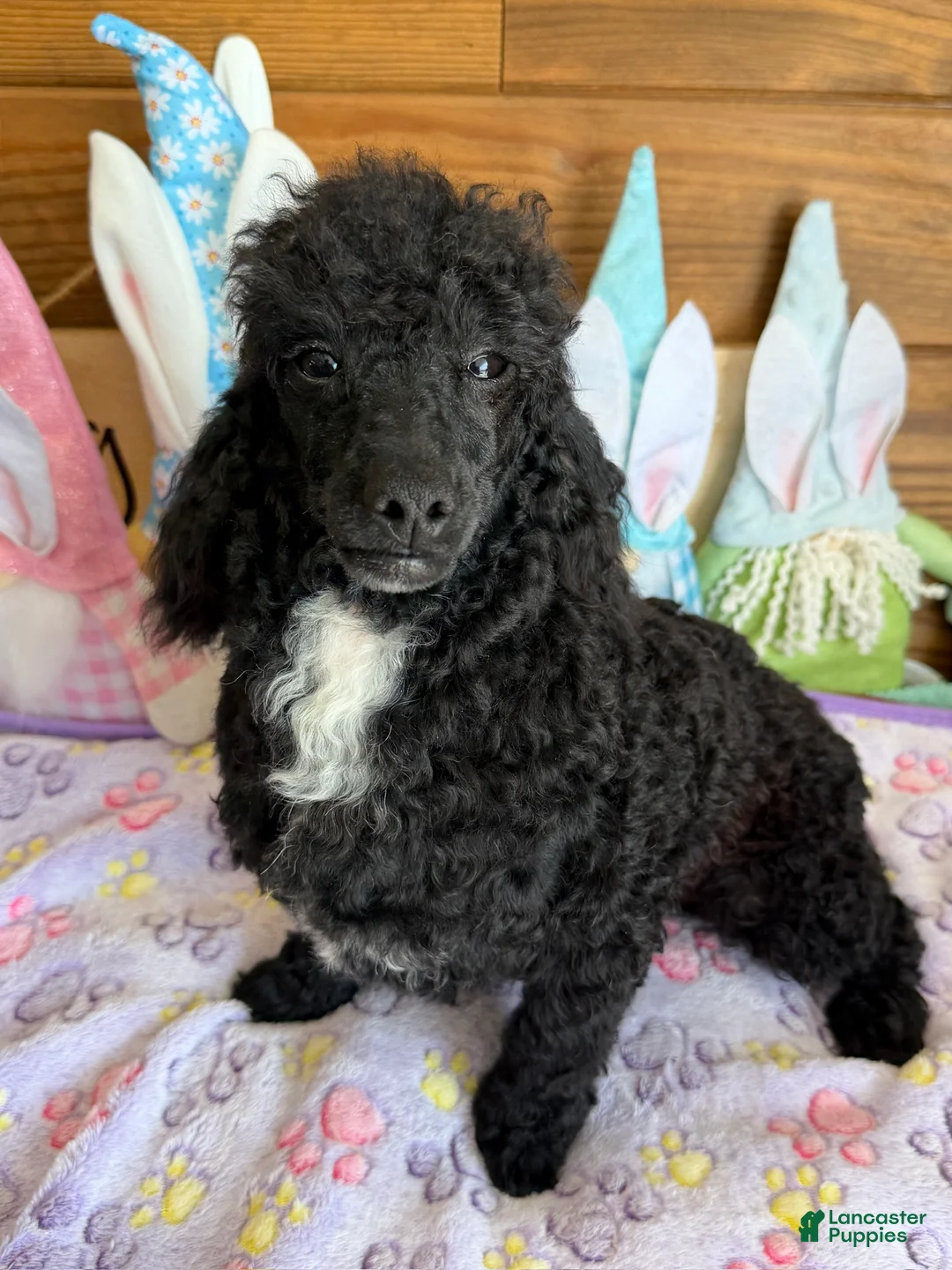 Toy Poodle dogs for sale: Prince - Ad 2